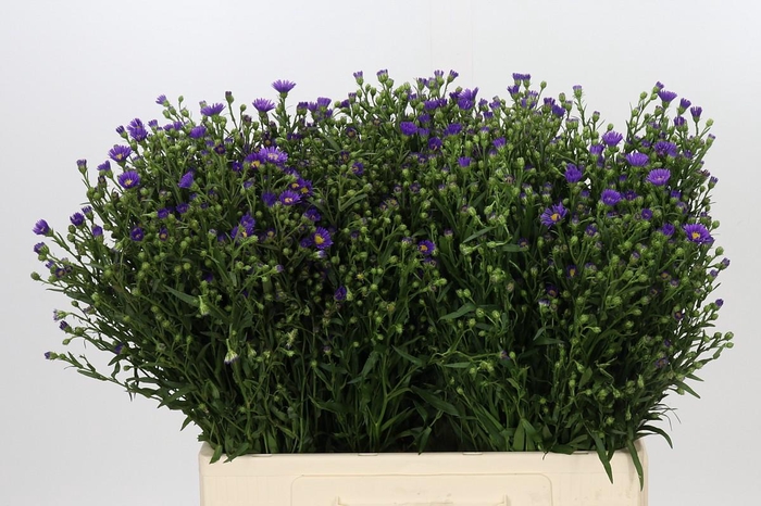 <h4>Aster Casamare</h4>
