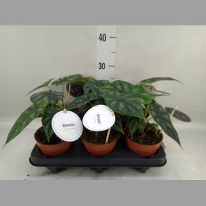 Alocasia  'Dragon Scale'