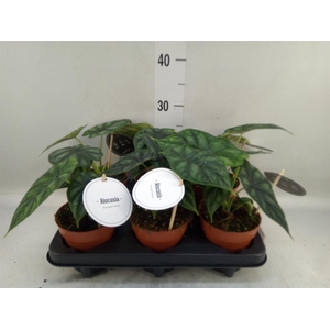 Alocasia  'Dragon Scale'