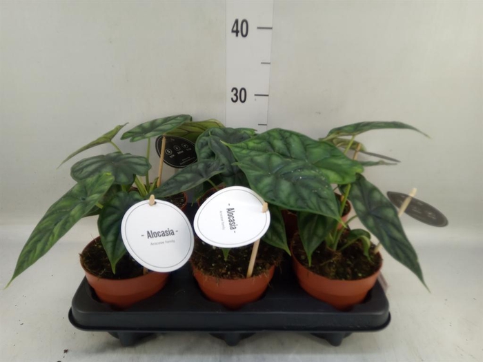 <h4>Alocasia  'Dragon Scale'</h4>