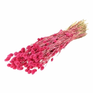 Phalaris Sugar Pink