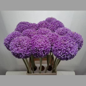 ALLIUM GIGANTEUM