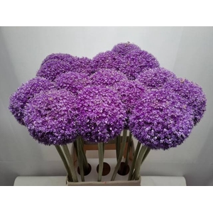 ALLIUM GIGANTEUM