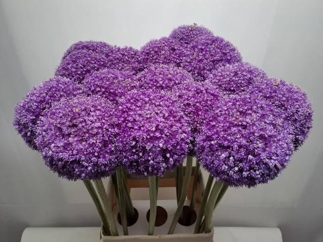 <h4>ALLIUM GIGANTEUM</h4>
