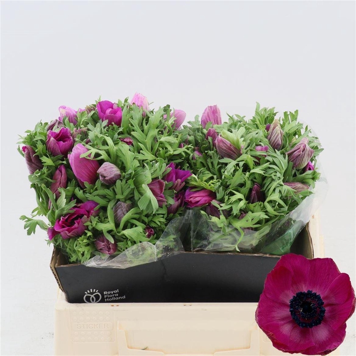 <h4>Anemone Galil Purper</h4>