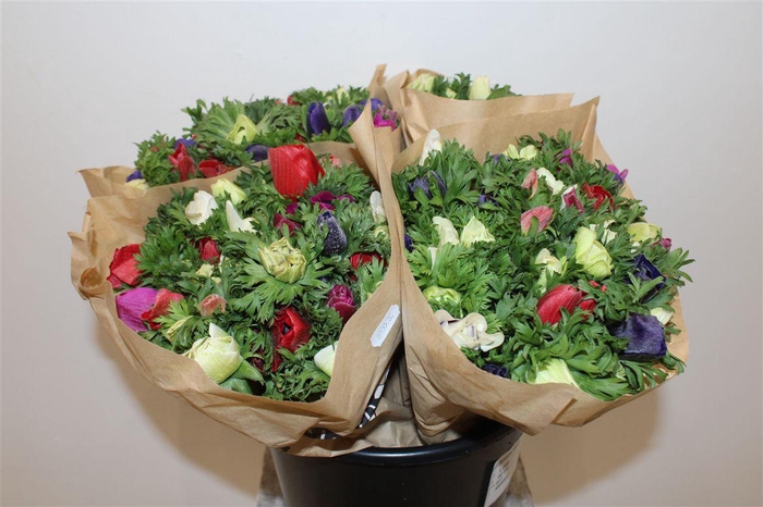 <h4>Anem Marianne Mixed</h4>