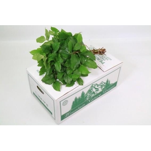 SALAL TIPS MNG AIR