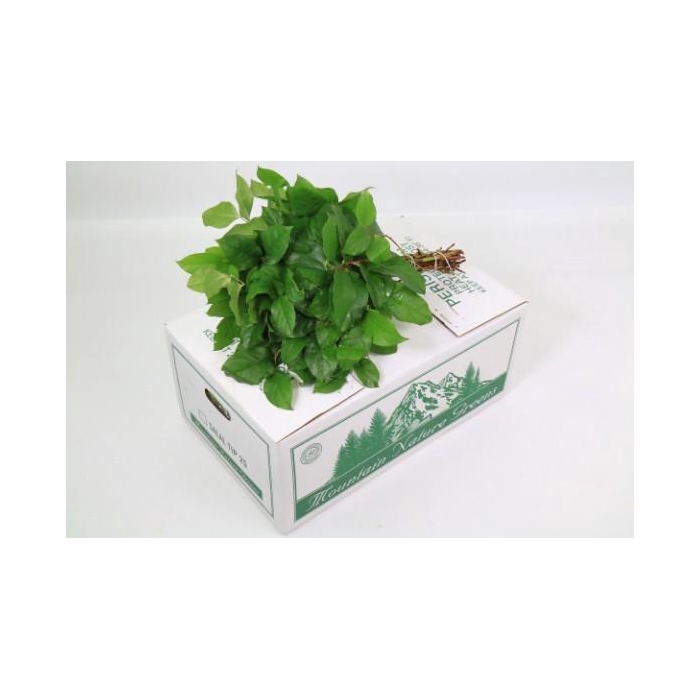 <h4>SALAL TIPS MNG AIR</h4>