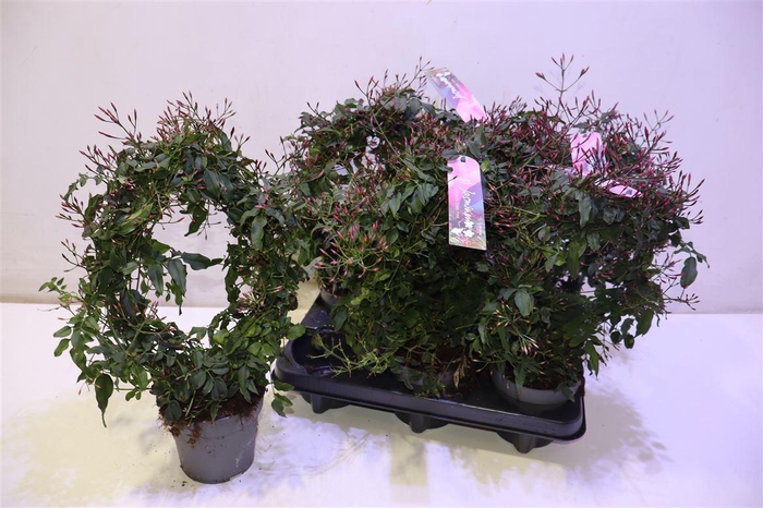 <h4>arr8 Jasm Polyanthum Rz Mirror</h4>