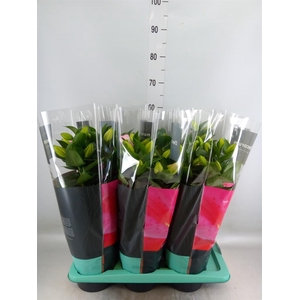 Lilium ori.  'Souvenir'