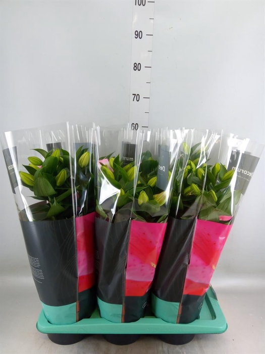 <h4>Lilium ori.  'Souvenir'</h4>