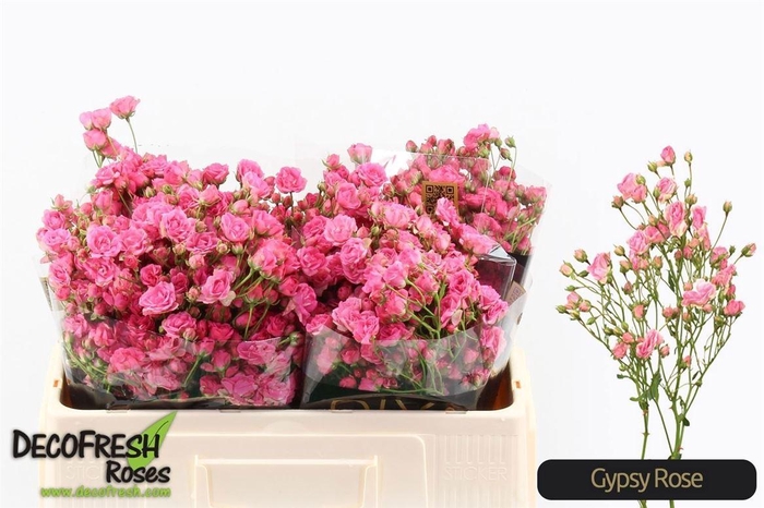 <h4>R Tr Gypsy Rose</h4>