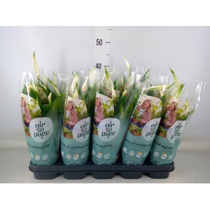 Spathiphyllum  'Bellini'