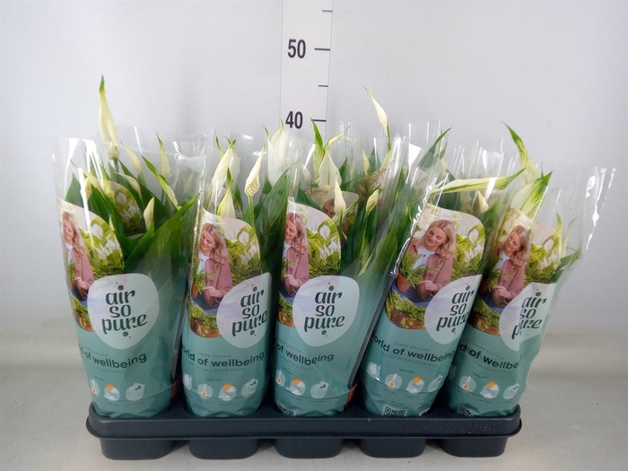 <h4>Spathiphyllum  'Bellini'</h4>