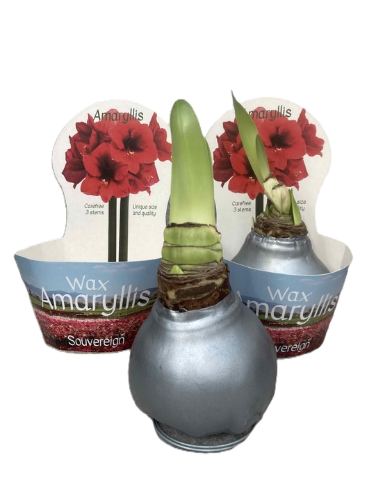 <h4>HIPPEASTRUM-HYBRID P14</h4>