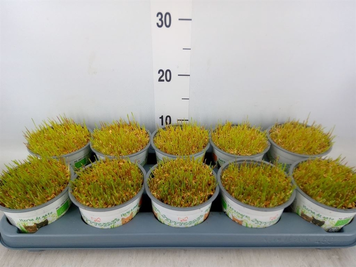 <h4>Hordeum sp.   ...kattegras zaai</h4>