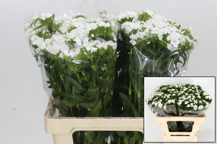 <h4>DI BARB DUKE BRE</h4>