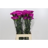 Dianthus St Tiepolo Fucsia