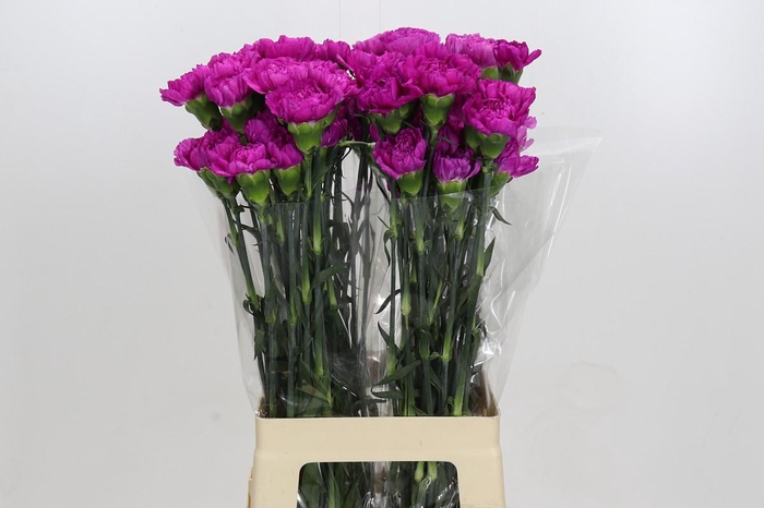 <h4>Dianthus St Tiepolo Fucsia</h4>
