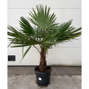 Trachycarpus fortunei stam 150cm