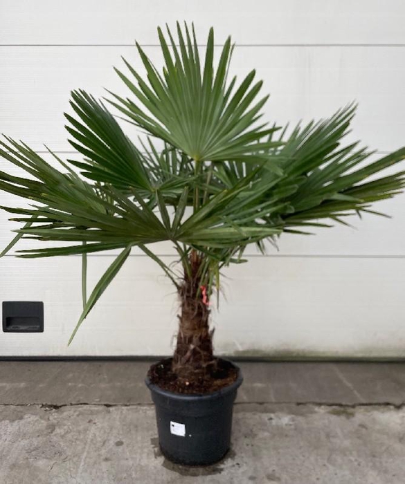 <h4>Trachycarpus fortunei stam 150cm</h4>