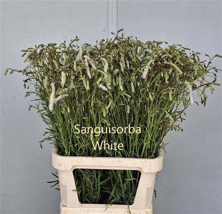 <h4>Sanguisorba Off White</h4>