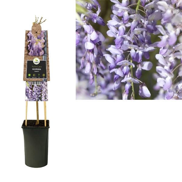 <h4>Wisteria sinensis 'from seed' +3.0 label</h4>