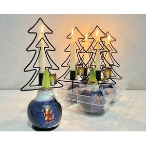 BLOEMBOL HIPPEASTRUM