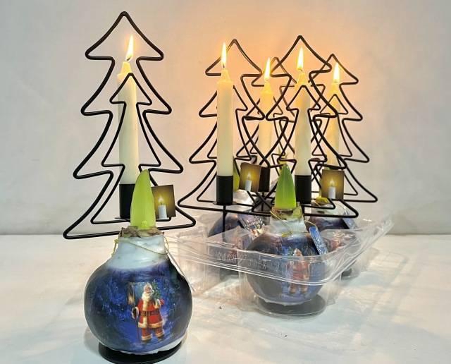 <h4>BLOEMBOL HIPPEASTRUM</h4>