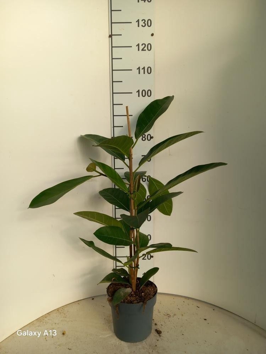 <h4>FIC BENG ROY</h4>