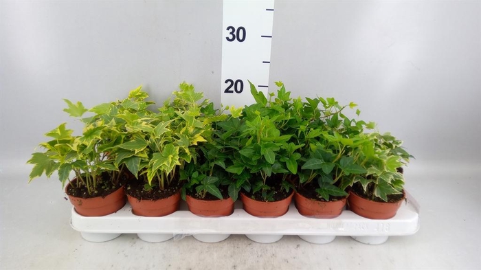 <h4>Hedera   ...mix</h4>