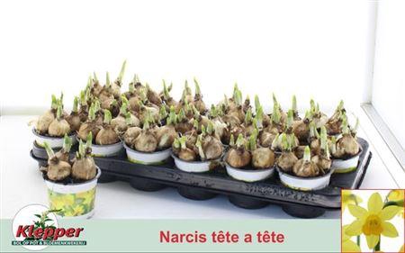 <h4>Narc O Tete A Tete</h4>