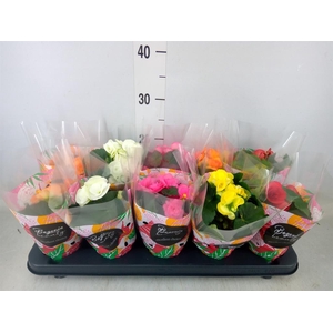 Begonia elat. DU   ...mix