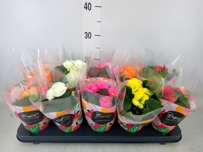 <h4>Begonia elat. DU   ...mix</h4>