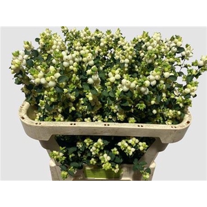 Sympho Mag Lemo Lime