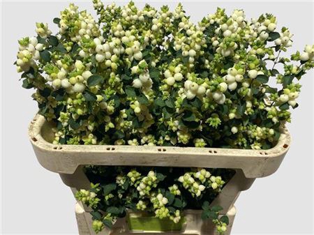 <h4>Sympho Mag Lemo Lime</h4>