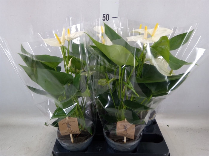 <h4>Anthurium andr. 'Cocos'</h4>