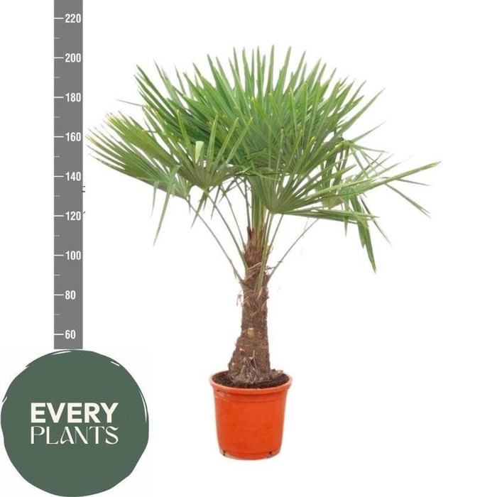 <h4>TRACHYC FORTUNEI</h4>