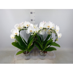Phalaenopsis   ...