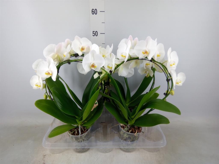 <h4>Phalaenopsis   ...</h4>