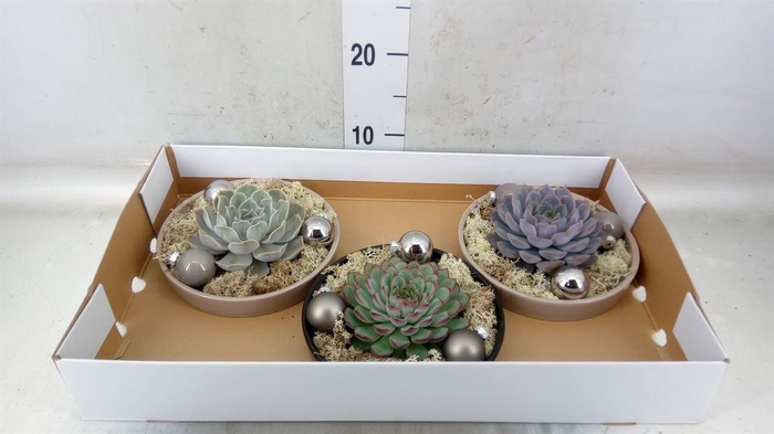 Arr. Succulents L%