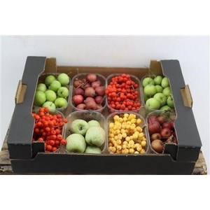 SIERFRUIT BAK