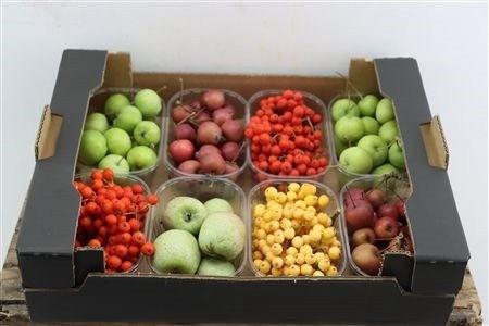 <h4>SIERFRUIT BAK</h4>