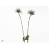 Pulsatilla Vulg Zaadpluiz