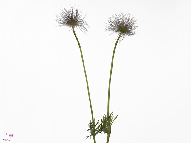 Pulsatilla Vulg Zaadpluiz
