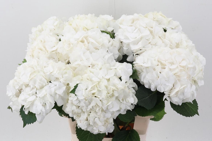 <h4>Hydr M Schneeball</h4>