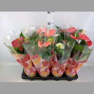 Anthurium   ...mix 4