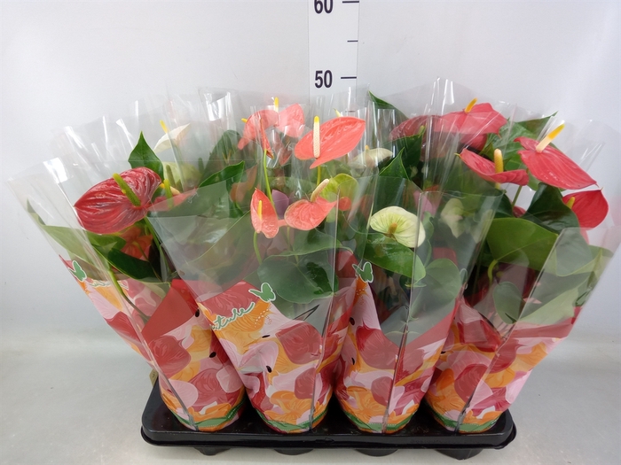 <h4>Anthurium   ...mix 4</h4>