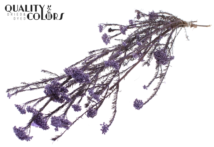 Rice Flower Preserved per bunch Milka