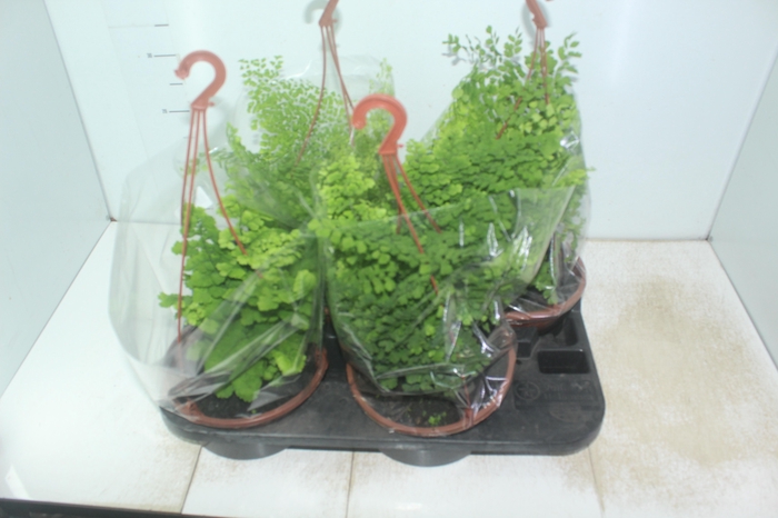 <h4>AVENCA VARIADA C21</h4>
